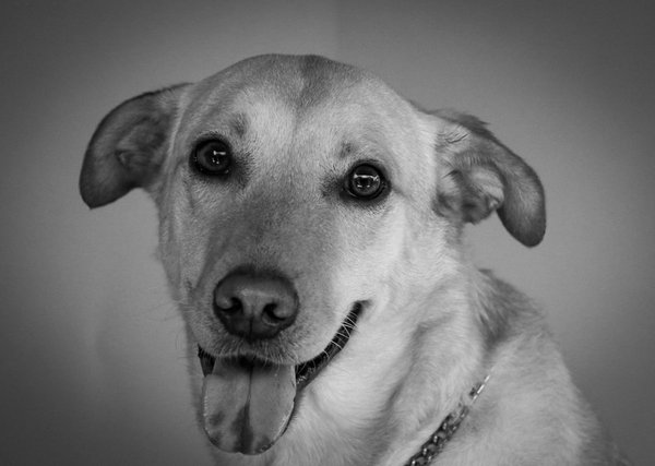 Quels sont les comportements de chasse des guépards et comment optimisent-ils leur vitesse?