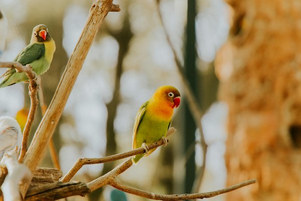 Comment les chiens peuvent-ils détecter certaines maladies chez les humains grâce à leur odorat exceptionnel?