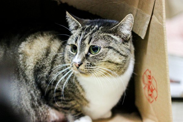 Gérer les problèmes de santé spécifiques aux chats à poil long